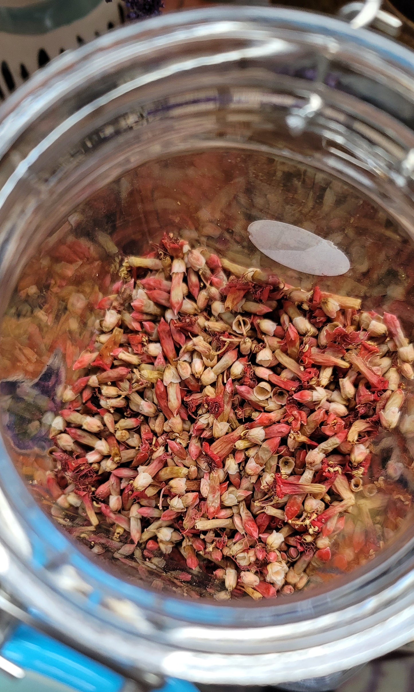 Lymphatic Cleanse - Ocotillo Flower Tea (loose)