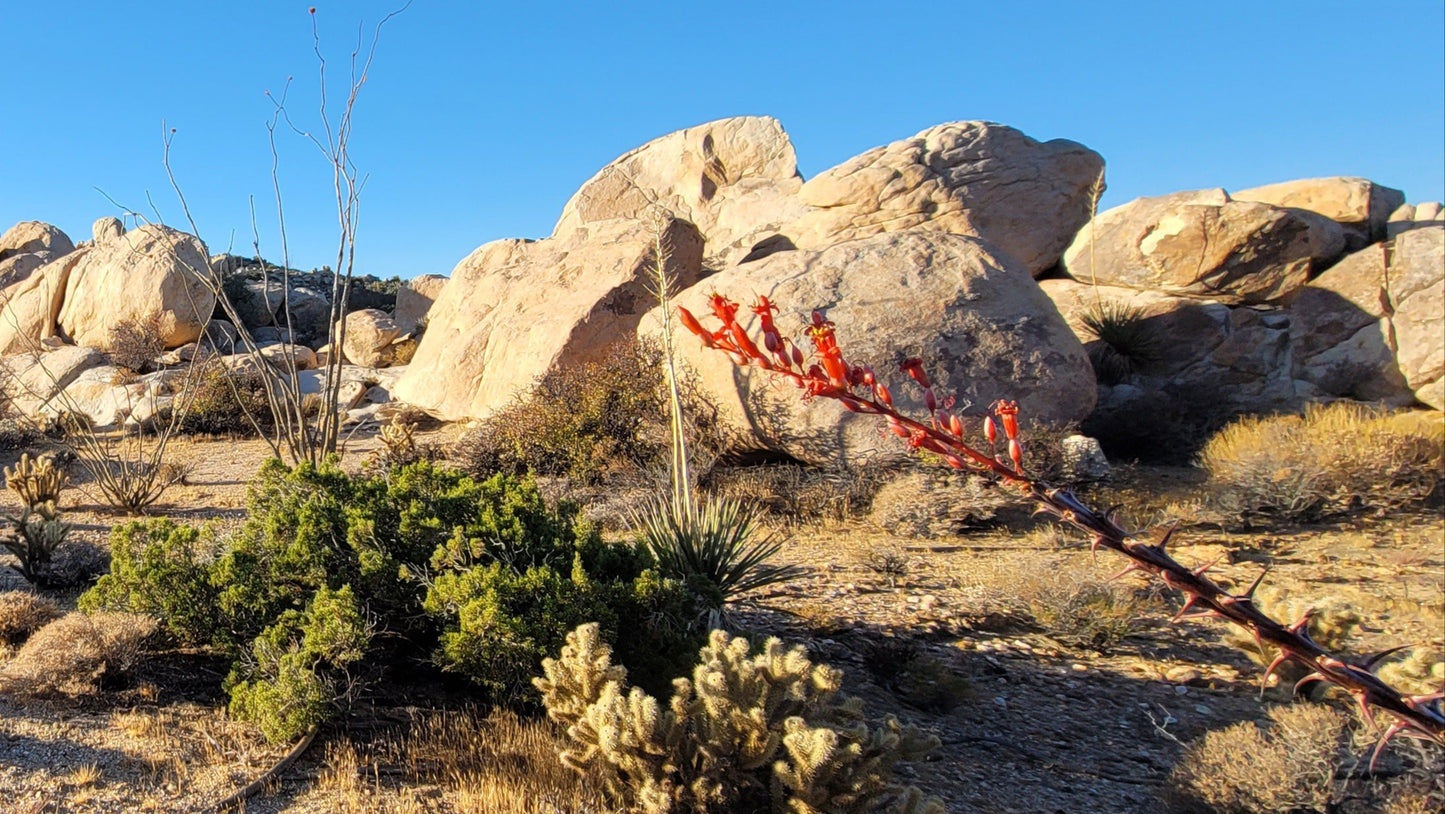 Lymphatic Cleanse - Ocotillo Flower Tea (loose)